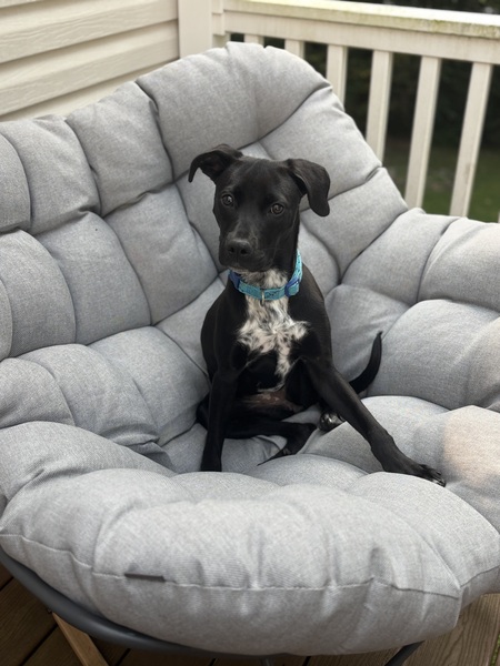 Entry image for Roza. Clicking this image will show a larger photo