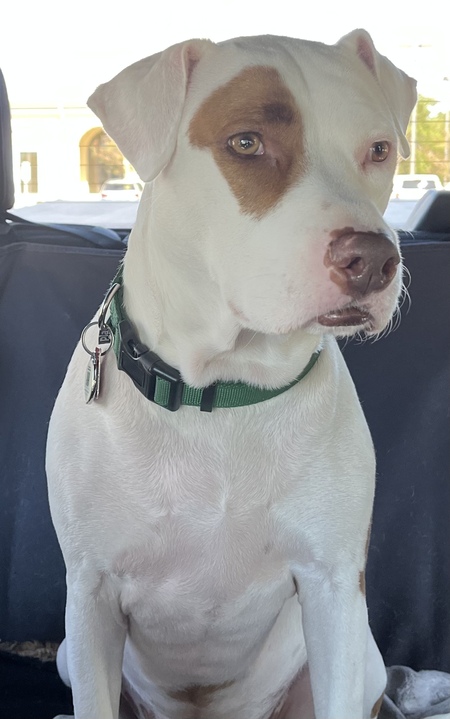 Entry image for Riley . Clicking this image will show a larger photo