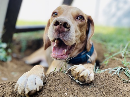 Entry image for Buster. Clicking this image will show a larger photo