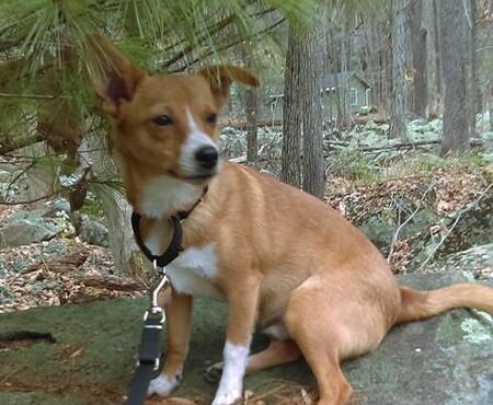 Entry image for Rusty. Clicking this image will show a larger photo