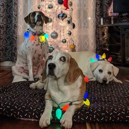 Entry image for Rudy Boy, Elsie May, Daisy Duke . Clicking this image will show a larger photo