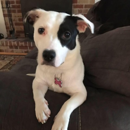 Entry image for Callie. Clicking this image will show a larger photo