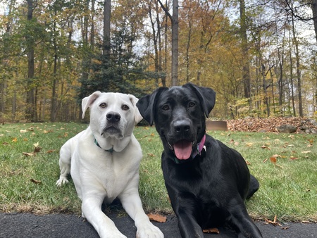 Entry image for Ghost & Ruby. Clicking this image will show a larger photo