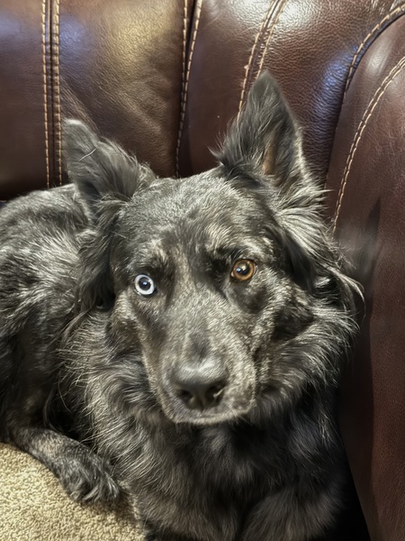 Entry image for Rogue. Clicking this image will show a larger photo