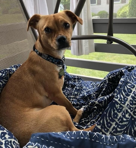 Entry image for Emmy Lou . Clicking this image will show a larger photo