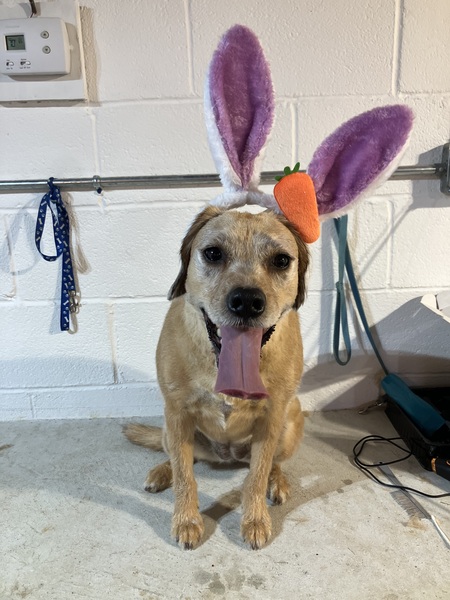 Entry image for Charli. Clicking this image will show a larger photo