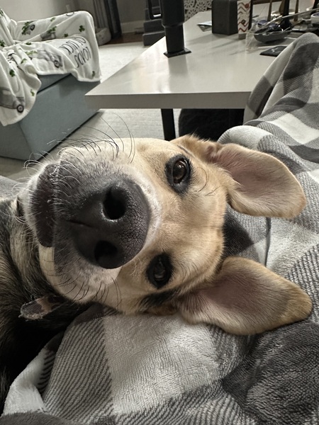 Entry image for Morgan. Clicking this image will show a larger photo