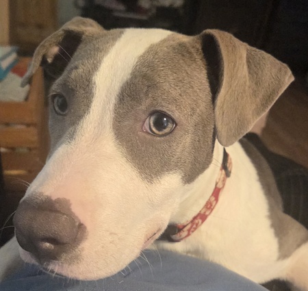 Entry image for Ripley. Clicking this image will show a larger photo