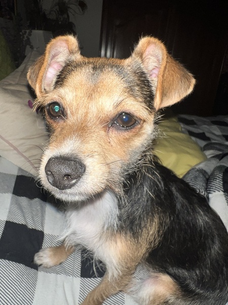 Entry image for Gurdie . Clicking this image will show a larger photo