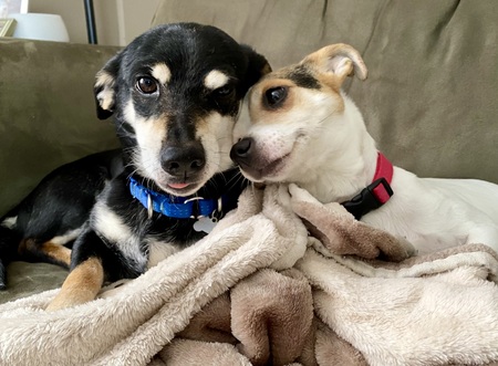 Entry image for Shermie and Nuggy. Clicking this image will show a larger photo