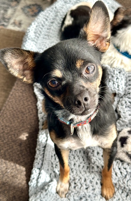 Entry image for Ozzy. Clicking this image will show a larger photo