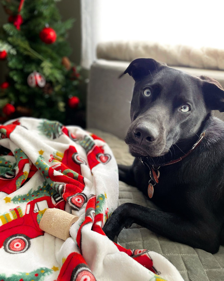 Entry image for Murphy. Clicking this image will show a larger photo