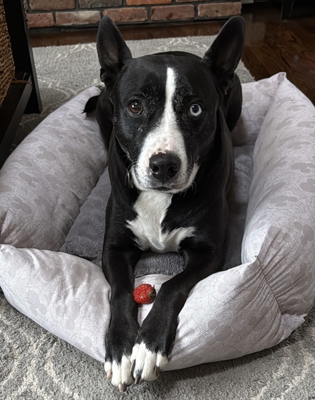 Entry image for Lainey . Clicking this image will show a larger photo