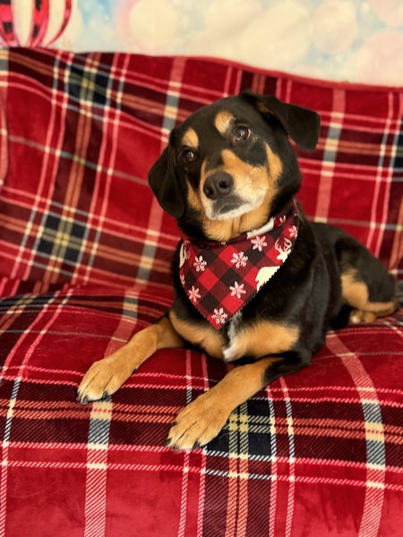 Entry image for Banner. Clicking this image will show a larger photo