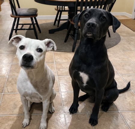 Entry image for Cabin & Mango. Clicking this image will show a larger photo