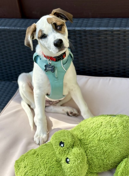 Entry image for Remy (Cheeto). Clicking this image will show a larger photo