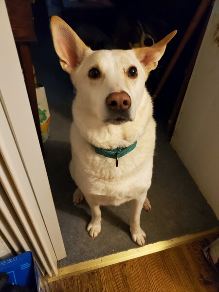 Entry image for LUCKY. Clicking this image will show a larger photo