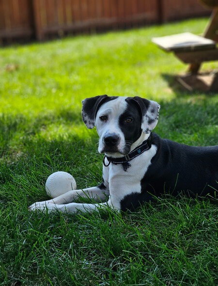 Entry image for Ember. Clicking this image will show a larger photo