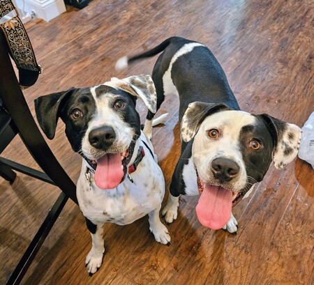 Entry image for Ellie & Ember - sisters from the E litter. Clicking this image will show a larger photo