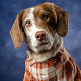 Entry image for Koda