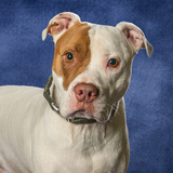 Entry image for Oliver