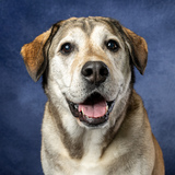 Entry image for Hank