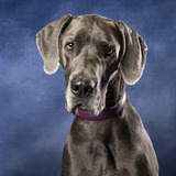 Entry image for Dutchess