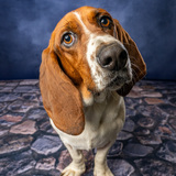 Entry image for Huckleberry