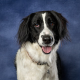 Entry image for Belle