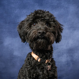 Entry image for Dottie