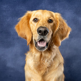 Entry image for Duke