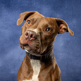 Entry image for Amelia