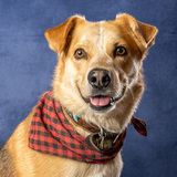 Entry image for Coyote