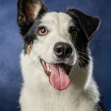 Entry image for Cinch