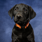 Entry image for General Mattis