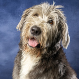 Entry image for Walt