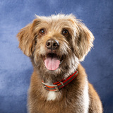 Entry image for Wimpy