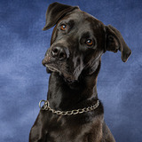 Entry image for Kylo