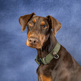 Entry image for Snickers