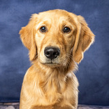 Entry image for Sunni