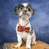 Entry image for Blaze