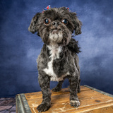 Entry image for Rosebud