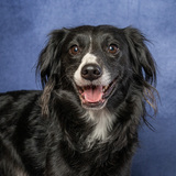 Entry image for Alphalfa