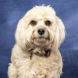 Entry image for Bear