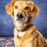 Entry image for Oscar