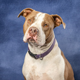 Entry image for Cuda