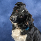 Entry image for Buck