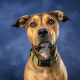 Entry image for Biff