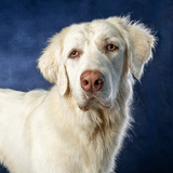 Entry image for Snow