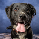 Entry image for Archie